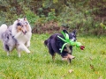 Border_Collie_Mischling_Maggy_tricolor_Langhaarocollie_Rough_Collie_Gaia_bluemerle_Marburg_Lahnwiesen_Wiese_Wubba_Spielzeug (3)