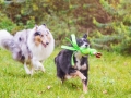 Border_Collie_Mischling_Maggy_tricolor_Langhaarocollie_Rough_Collie_Gaia_bluemerle_Marburg_Lahnwiesen_Wiese_Wubba_Spielzeug (5)