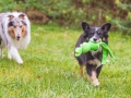 Border_Collie_Mischling_Maggy_tricolor_Langhaarocollie_Rough_Collie_Gaia_bluemerle_Marburg_Lahnwiesen_Wiese_Wubba_Spielzeug (7)