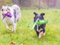 Border_Collie_Mischling_Maggy_tricolor_Langhaarocollie_Rough_Collie_Gaia_bluemerle_Marburg_Lahnwiesen_Wiese_Wubba_Spielzeug (9)