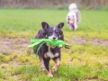 Border_Collie_Mischling_Maggy_tricolor_Marburg_Lahnwiesen_Wiese_wubba_Spielzeug (3)