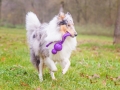 Langhaarcollie_Rough_Collie_Gaia_bluemerle_Marburg_Lahnwiesen_Lahn_Wiese_wubba_spielzeug (1)