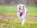 Langhaarcollie_Rough_Collie_Gaia_bluemerle_Marburg_Lahnwiesen_Lahn_Wiese_wubba_spielzeug (11)