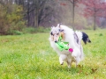 Langhaarcollie_Rough_Collie_Gaia_bluemerle_Marburg_Lahnwiesen_Lahn_Wiese_wubba_spielzeug (5)