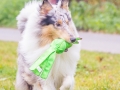 Langhaarcollie_Rough_Collie_Gaia_bluemerle_Marburg_Lahnwiesen_Lahn_Wiese_wubba_spielzeug (7)