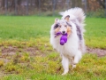 Langhaarcollie_Rough_Collie_Gaia_bluemerle_Marburg_Lahnwiesen_Lahn_Wiese_wubba_spielzeug (9)