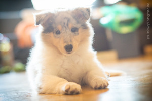 Gaia_Langhaarcollie_Collie_blue_merle_Einzug_neues_Heim_Welpe_Puppy_Junghund_Baby (42)