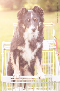 Tierfotografie_Hundefotografie_Marburg_Hund_Border_Collie_Mischling_Maggy_tricolor_Einkaufswagen (6)