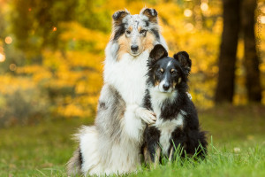 Hundemaedchen_Gaia_Langhaarcollie_Collie_Rough_Bluemerle_Trickdogging_Trick_Beschaefigung_Beste_Freunde_Umarmung