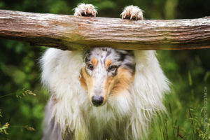 Hundemaedchen_Gaia_Langhaarcollie_Collie_Rough_Bluemerle_Trickdogging_Trick_Beschaefigung_Look_Guck_Guck_Baum