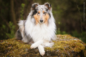 Hundemaedchen_Gaia_Langhaarcollie_Collie_Rough_Collie_Hundefotografie_Marburg_Tierfotografie_bluemerle_blue_merle_Lassie_Trickhund_Trickdog_Cross_Criss