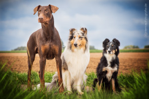 Hundemaedchen_Maggy_Gaia_Rough_Collie_Border_Mischling_Langhaarcollie_Dobermann_Spencer_Gruppenbild_Hundefreunde_Hundefotografie_Marburg (1)