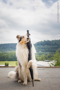 Hundemaedchen_Gaia_Langhaarcollie_Collie_Rough_Trick_Take_it_Regenschirm_bluemerle_Schirm_Halten_Pfote_trickdogging (1)