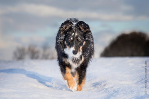 Hundemaechen_Maggy_Border_Collie_Mix_hundefotografie_Border_mischling_Winter__Schnee (6)