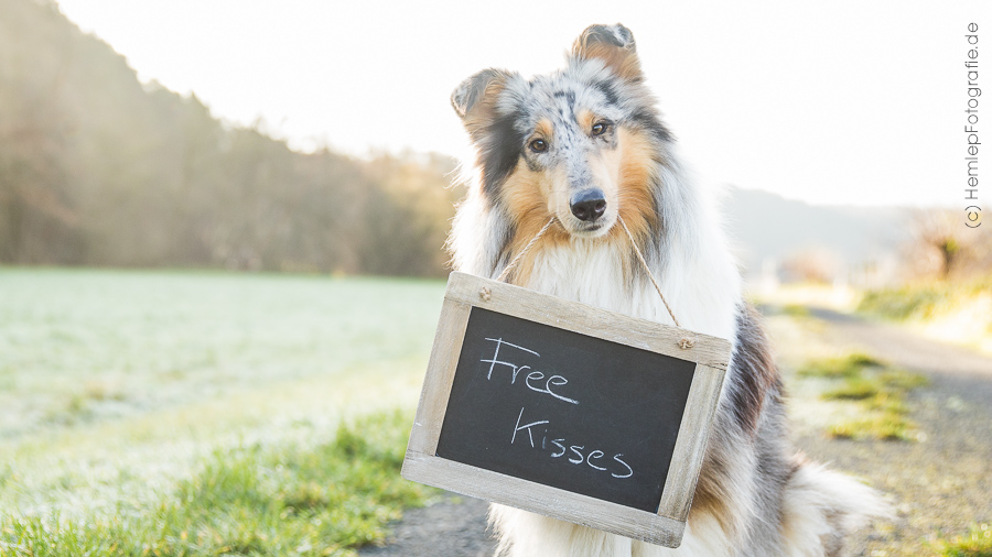 hundemaedchen_gaia_maggy_langhaarcollie_border_collie_mischling_youtube_kanaltrailer_tafel_free_kisses_kuss_halten_trick