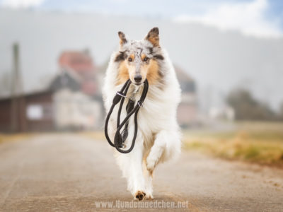 Getestet | Belisy Hundeleine