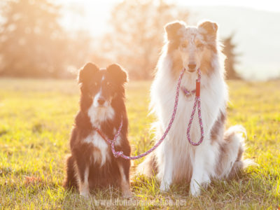 Getestet | Tauleinen von Pawsomedreams
