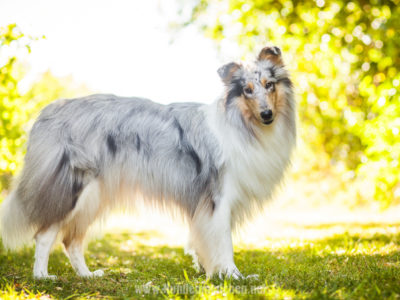 „Die muss aber bestimmt oft gebürstet werden!“