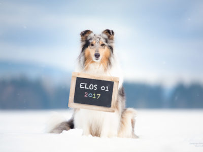 ELOS01 – Tierfotografen-Event in Idstein