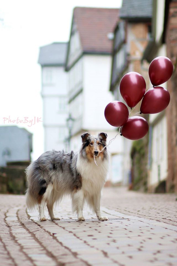 Luftballons Hundemadchen Gaia