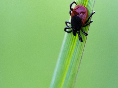 Den Zecken an den Kragen!