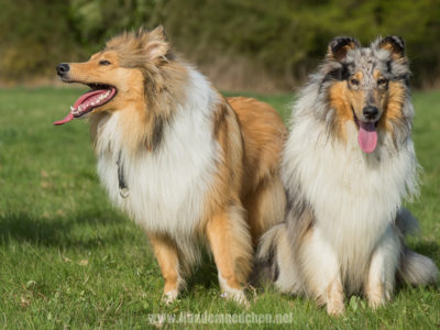 Treffen mit Collie Dasan