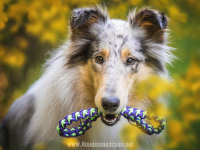 Getestet | Paracord Halsband von UDog