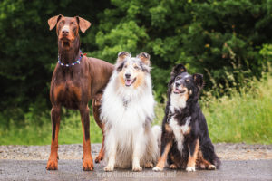 Maggy mit Gaia und Spencer