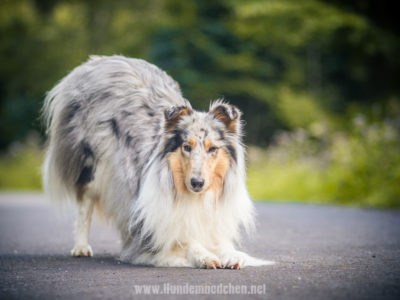 „Trickdogging? Mein Hund soll Hund sein! Kein Zirkus-Clown!“