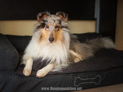 Getestet | Odin Hundesofa von Brunolie